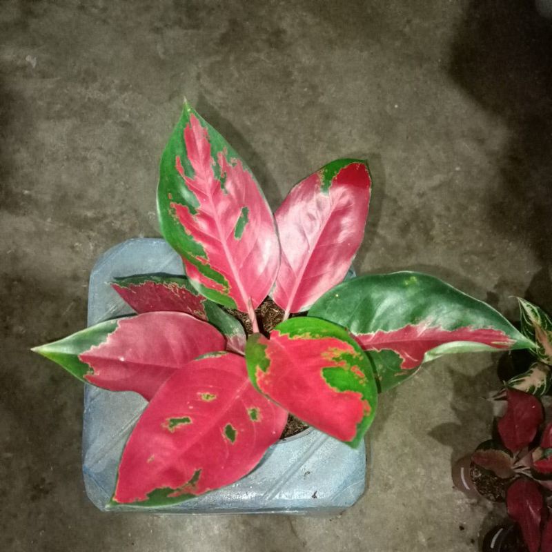 bunga aglonema suksom remaja