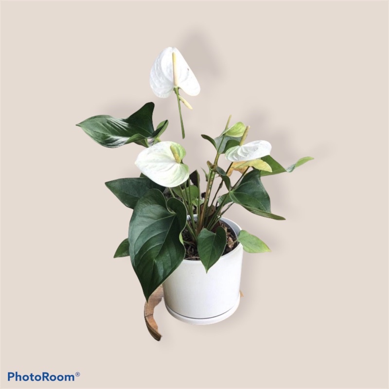 Tanaman hidup anthurium mickey mouse white-tanaman hias hidup-bunga hidup-hiasan rumah-perlengkapan 