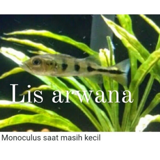 ikan pbass mono tankmate peacock bass