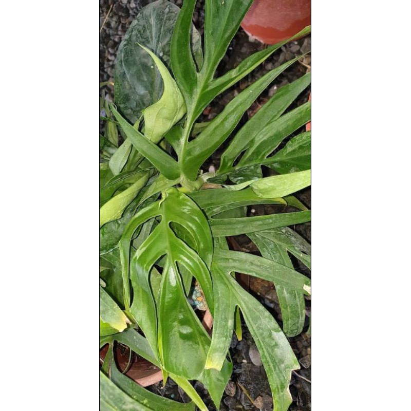 paket 10 rhaphidophora tenuis