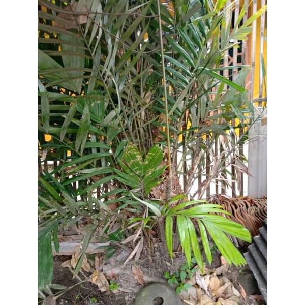 

daun salak fres 500gr