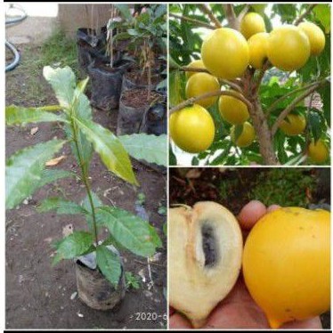 tanaman sawo abiyu | bibit sawo abiyu/sawo australi