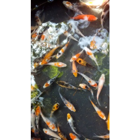 Bibit KOI Blitar Kualitas Grade A paket 67cm paket (10)