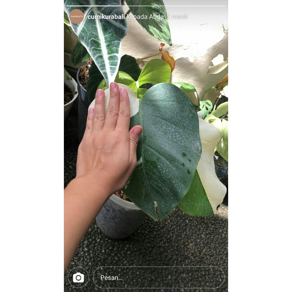 MONSTERA HALFMOON VARIEGATA