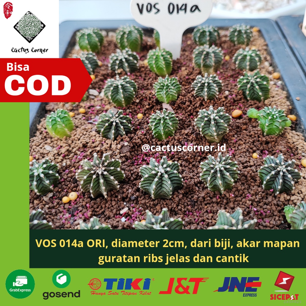 Kaktus Gymnocalycium Gymno VOS 014a dari biji