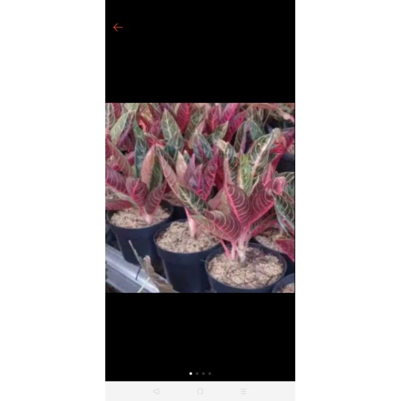 Aglonema red sumatra ukuran Remaja , 6-7 daun