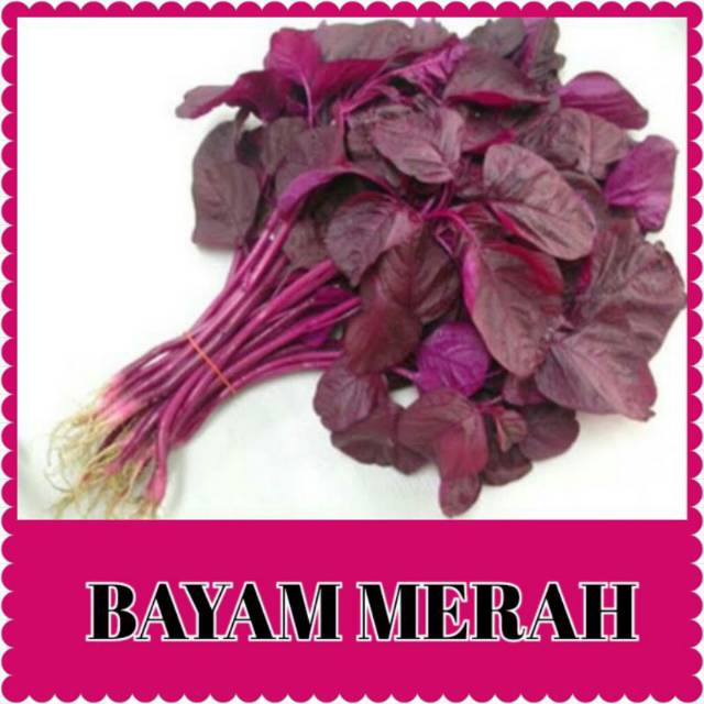 Bibit sayuran bayam merah [isi ribuan]/benih bayam merah/bibit bayam merah