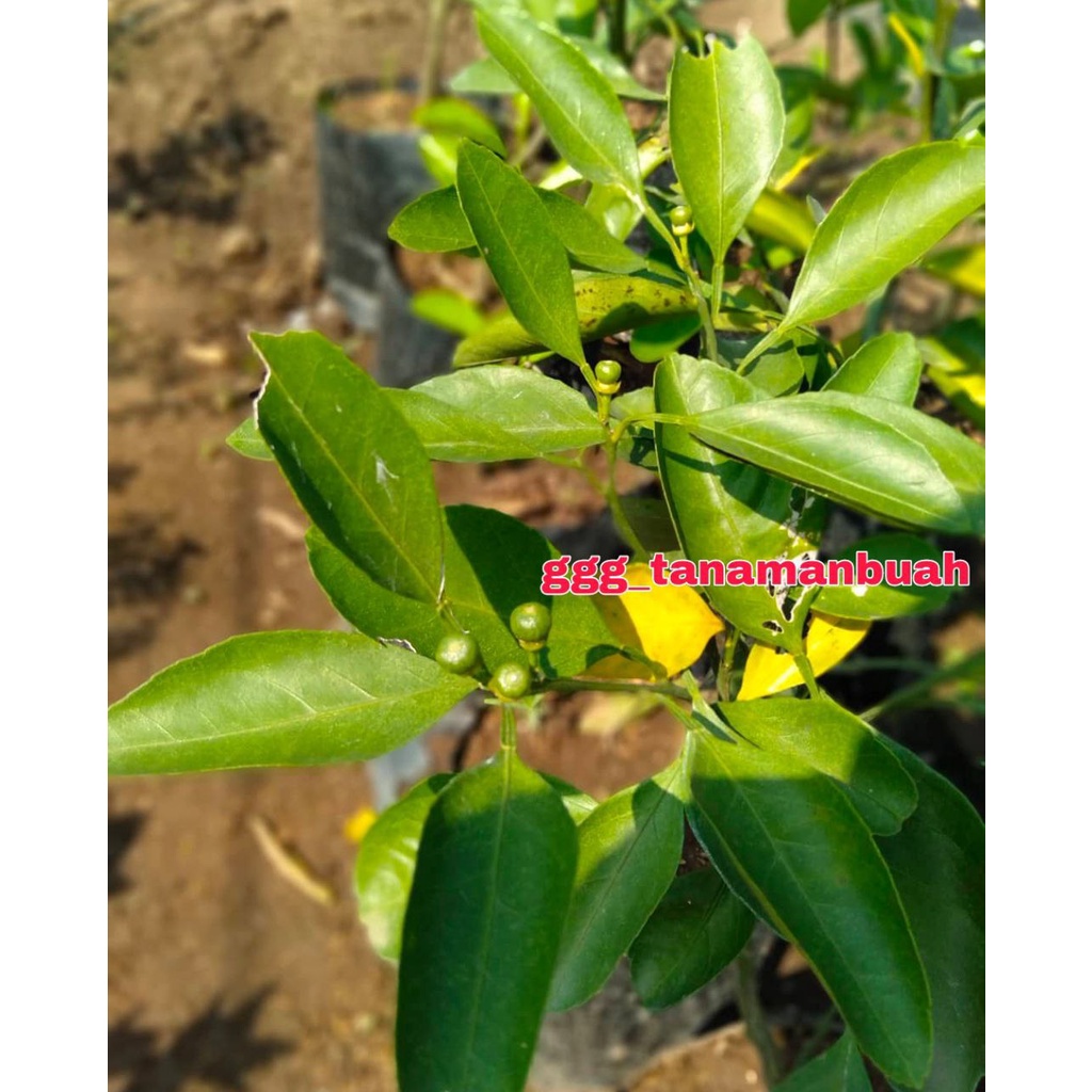 Bibit Tanaman Jeruk Mandarin Super Manis