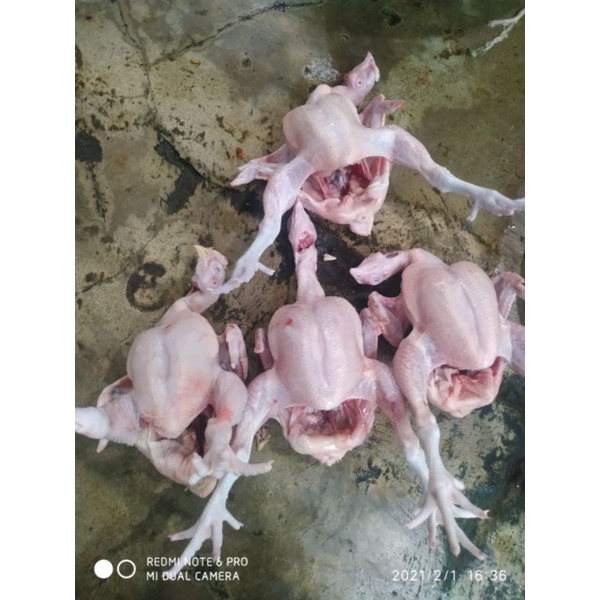 

Ayam potong - Ayam utuh 1,2 kg komplit