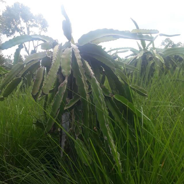 rahayu.f.y