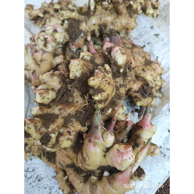 

JAHE SEGAR 500 GRAM / JAHE FRESH / JAHE LOKAL