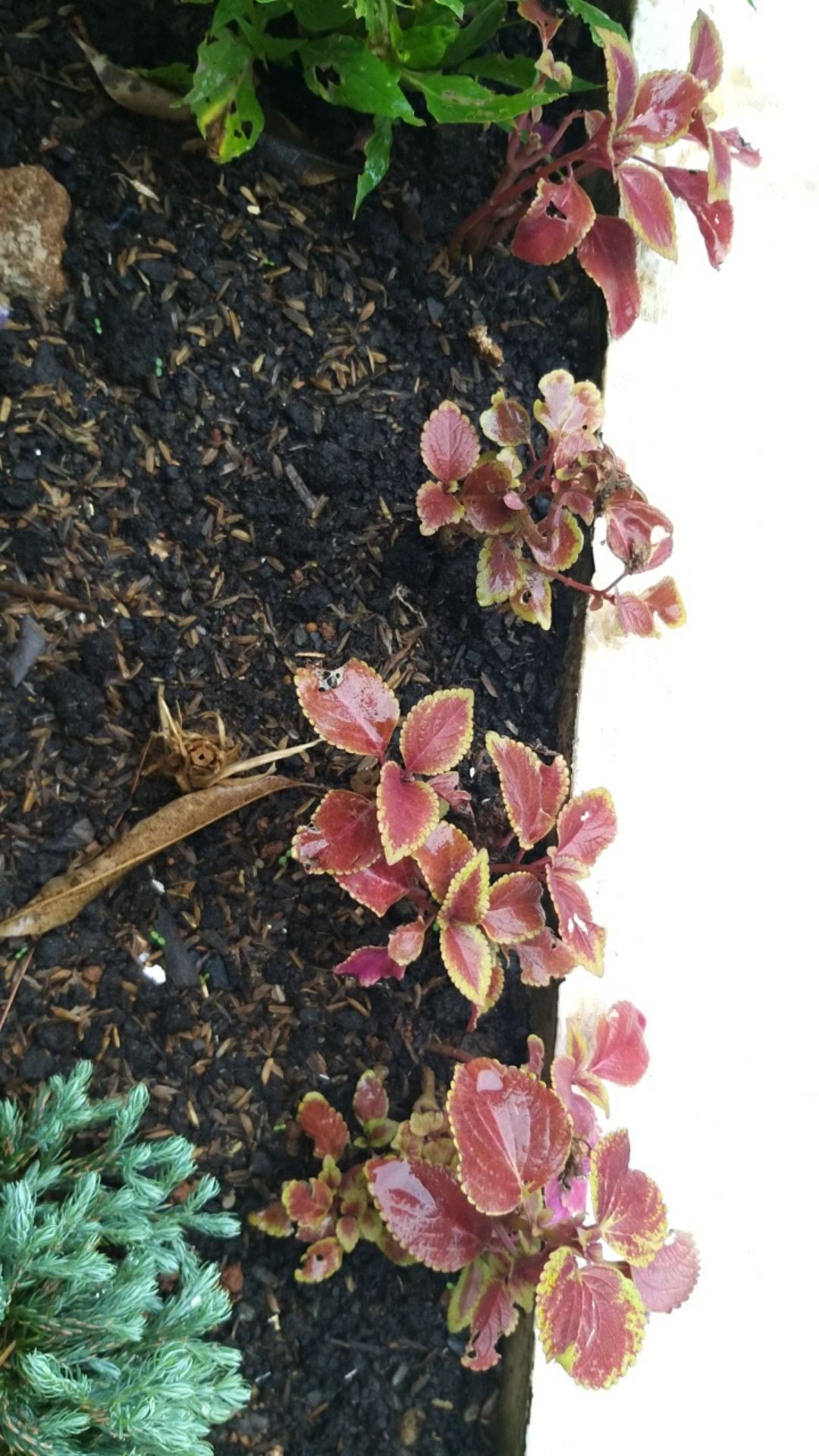 Tanaman Hias Miyana-miana Merah