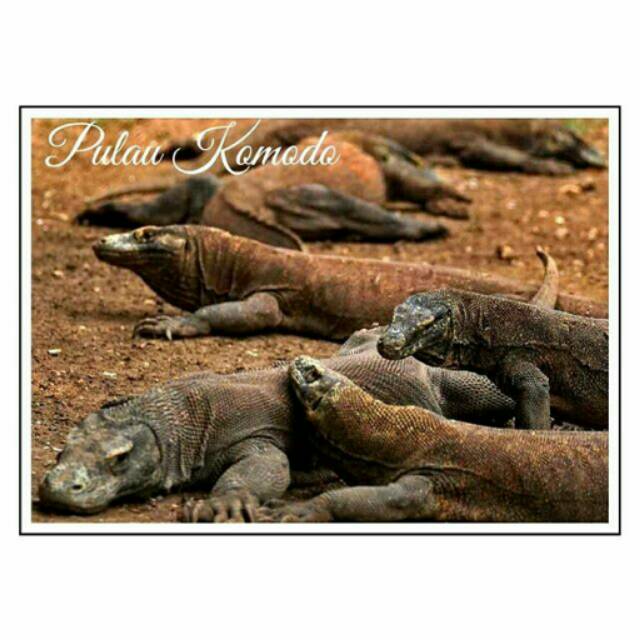 

PULAU KOMODO SEVEN WONDER DRAGON WISATA INDONESIA KARTU POS POSTCARD POSTCROSSING SURAT FILATELI