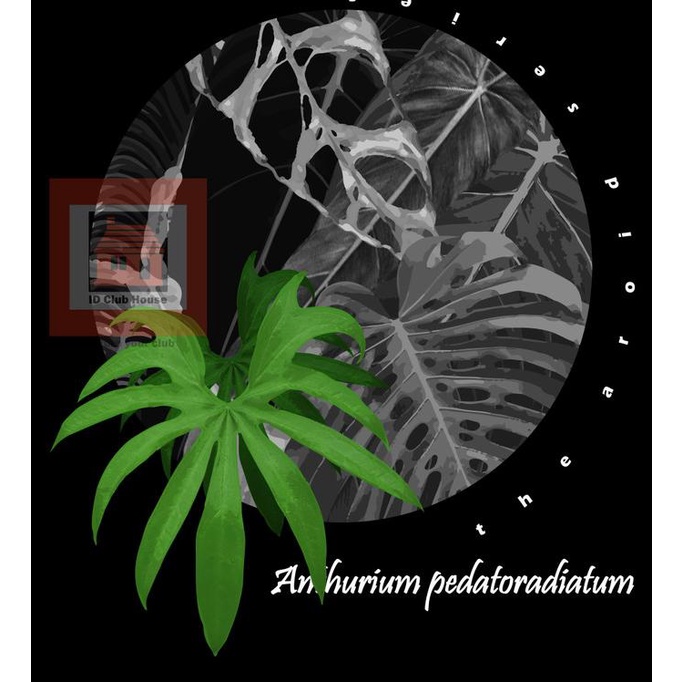 COD KAOS T SHIRT SERI AROID ANTHURIUM PEDATORADIATUM BAMBOO COTTON HITAM READY SIAP KIRIM