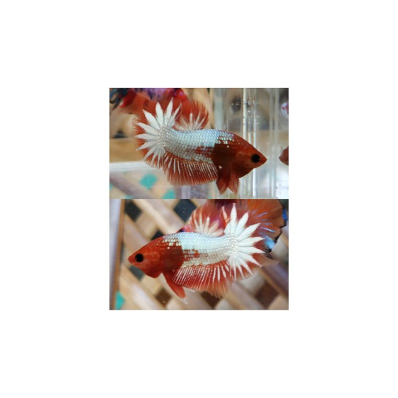 ikan cupang fccp orange&red head