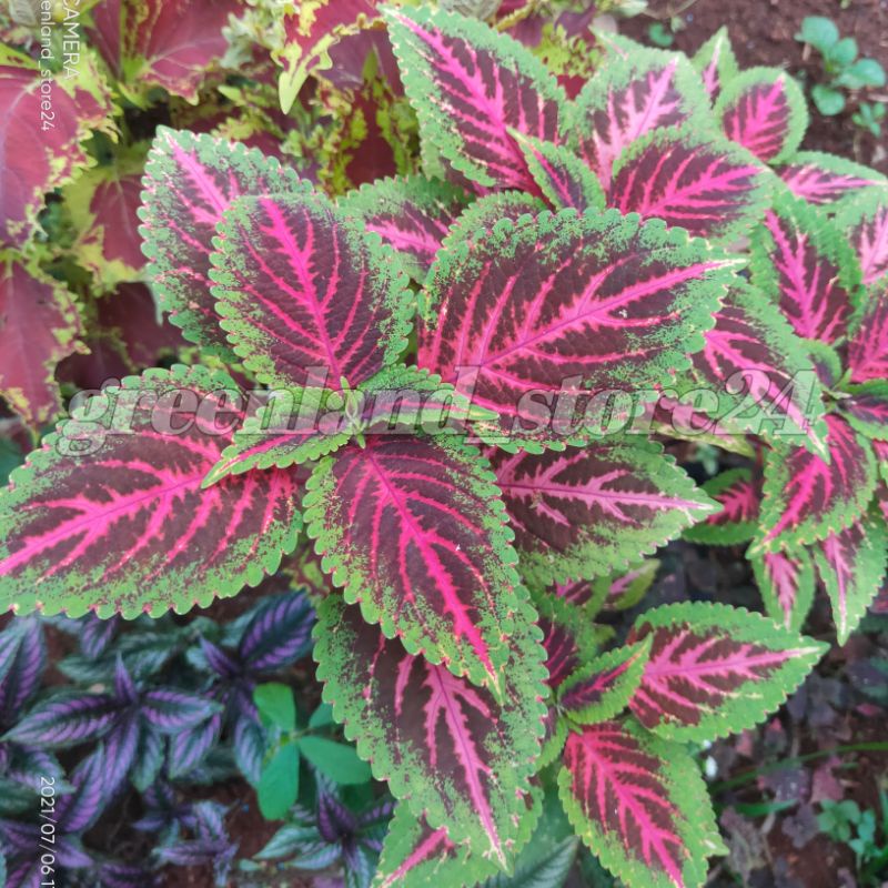 Tanaman hias miana - tanaman hias miana ungu hijau - miana hias - coleus - tanaman miana