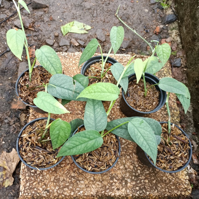 PROMO bibit tanaman epiprenum cebu blue f1 ekonomis