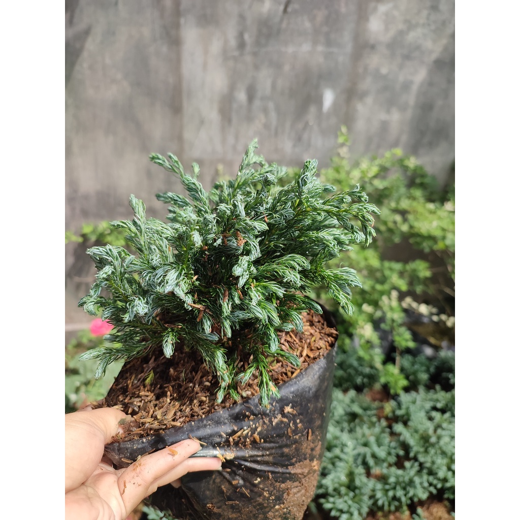 Tanaman Hias Cemara Perak Hidup Silver Pine Biru Mini Tanaman Juniperus