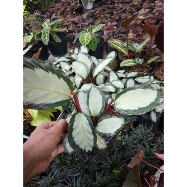 CALATHEA DARKSTAR /CALATHEA CORONA