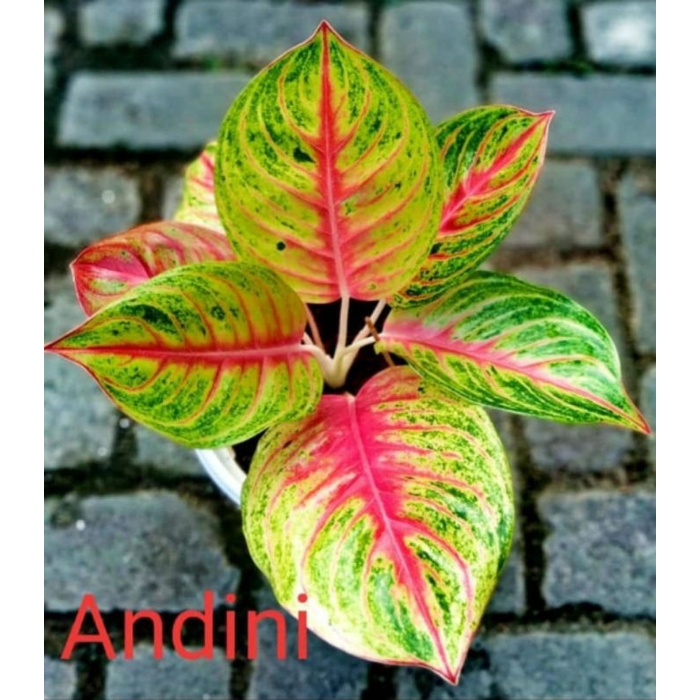 Tanaman Hias Aglonema Andini / Tanaman Hias Aglonema Murah / Bunga Hias Hidup Murah