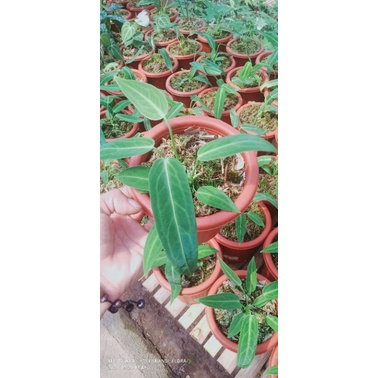 tanaman hias Anthurium lidah gajah