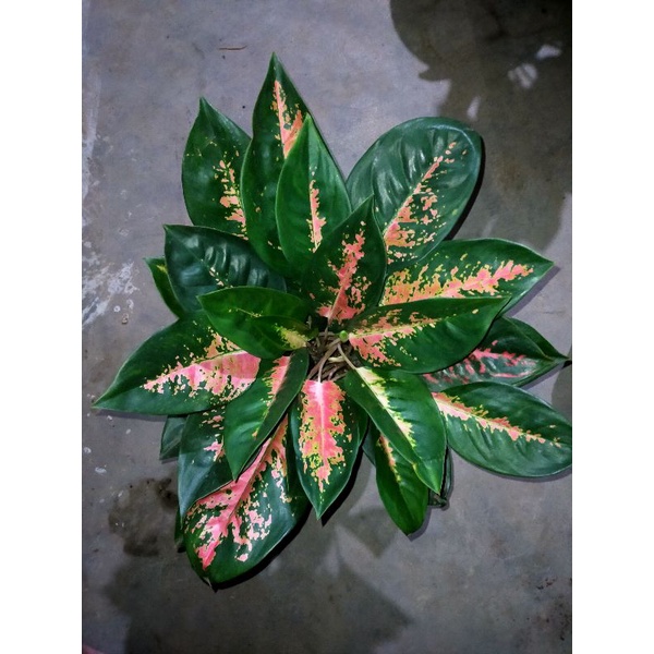 aglonema kocin rumpun