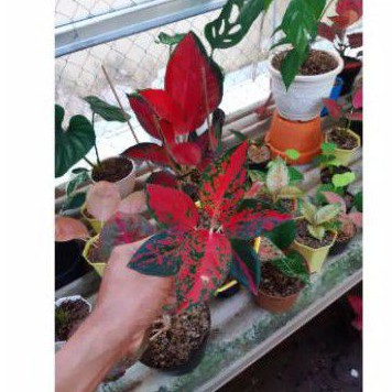 bonggol aglonema tanaman hias langka aglonema red star kultur