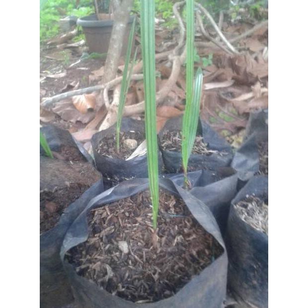 A+ Bibit Pohon Kurma / Kurma Azwa (Ajwah) / Kurma Betina Super