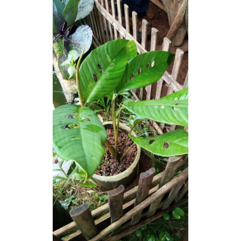 MURAHTanaman hias janda bolong lokal Rhaphidophora foraminifera