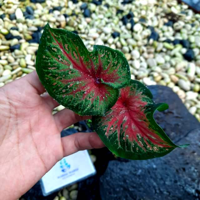 Lenova Bibit Caladium Lenova Caladium Murah Caladium Thailand Shopee Indonesia