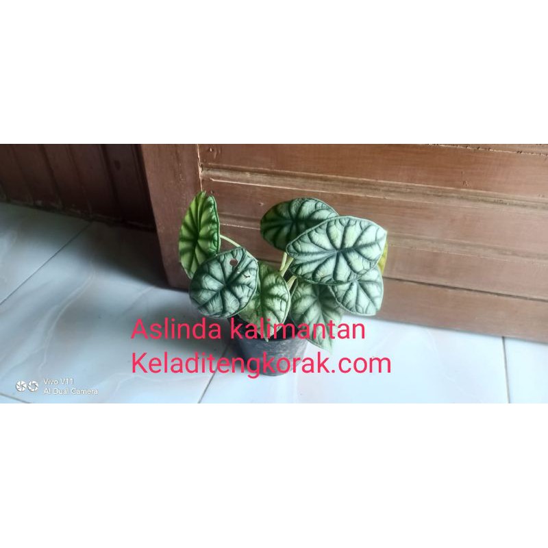 Keladi Tengkorak Silver (Alocasia Dragon Silver) Termurah Langsung Dari Hutan Kalimantan