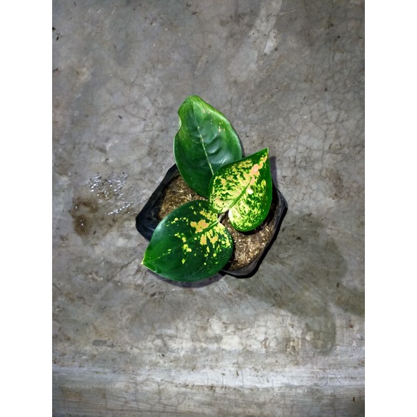 aglonema Sultan Brunai