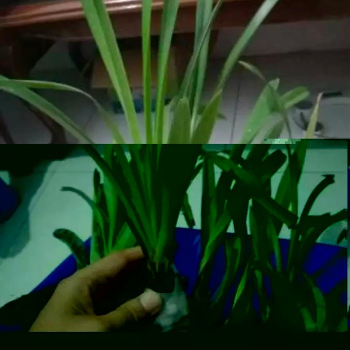 anggrek cymbidium pink