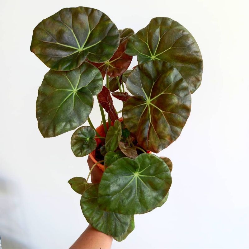 Jual TANAMAN HIAS BEGONIA ERYTHROPHYLLA / BEGONIA BEEFSTEAK JUMBO | Shopee  Indonesia