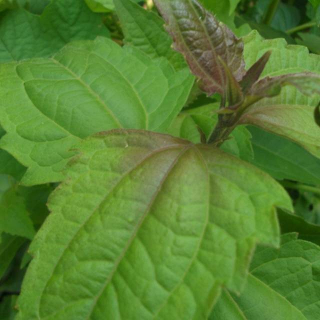 

Daun kopasanda segar
