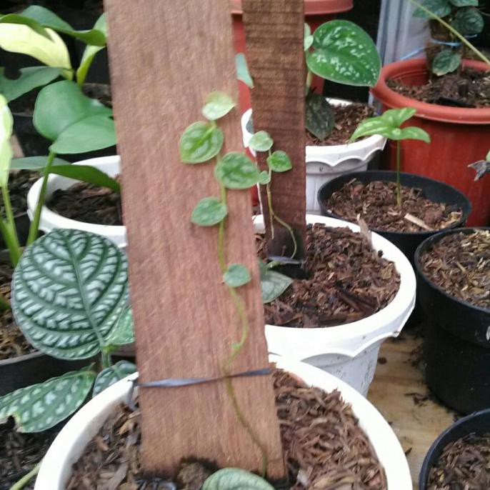 Tanaman Hias Koleksi Monstera Dubia Bibit Senapmena