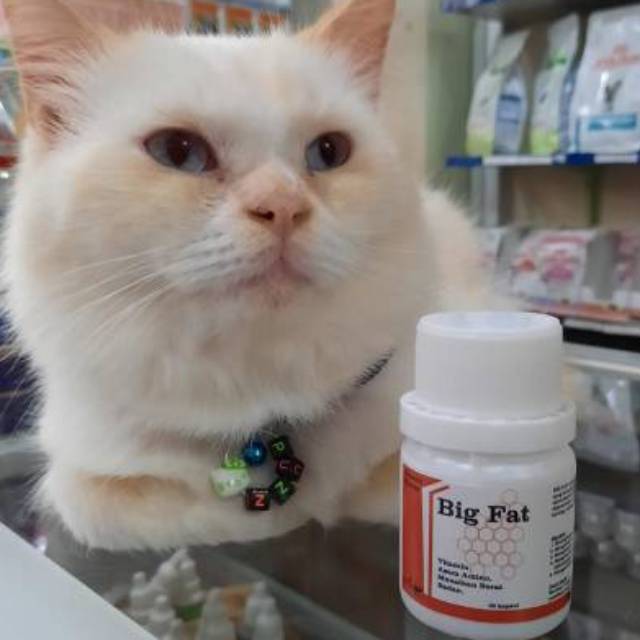 big fat vitamin pengemuk kucing capsul