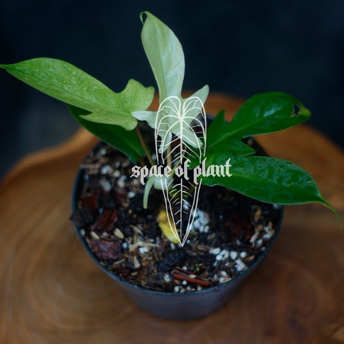 Philodendron Florida Ghost Mint