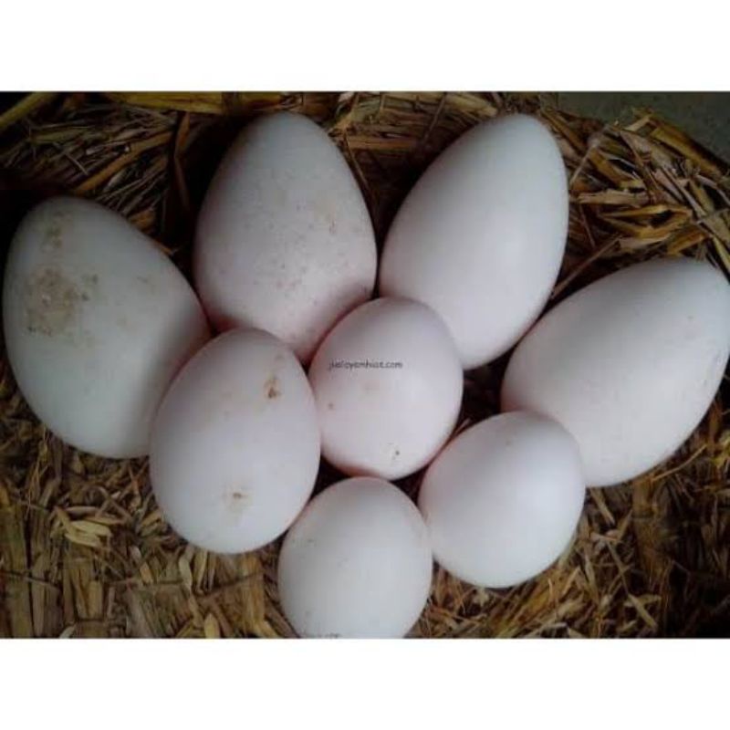

telur entok fertil - telur mentok bisa di tetaskan entok lokal