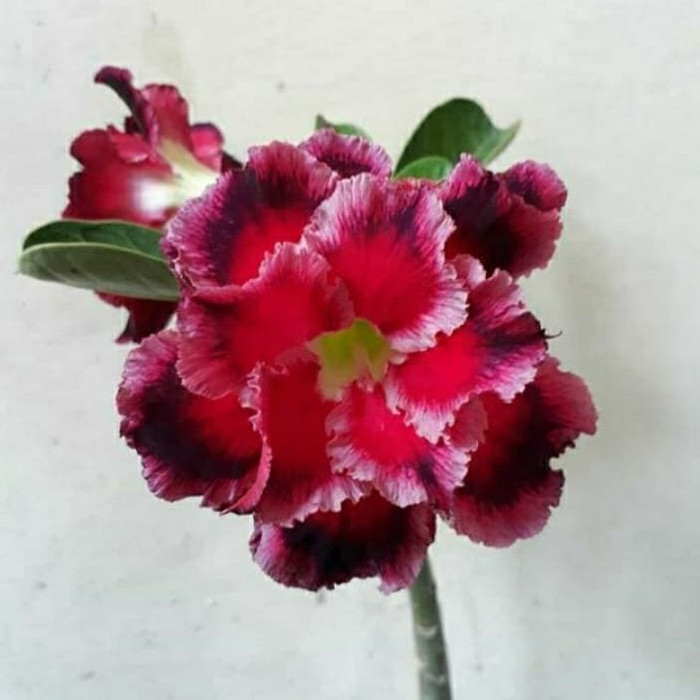 

NEW!! Bibit bunga adenium kamboja red phonix