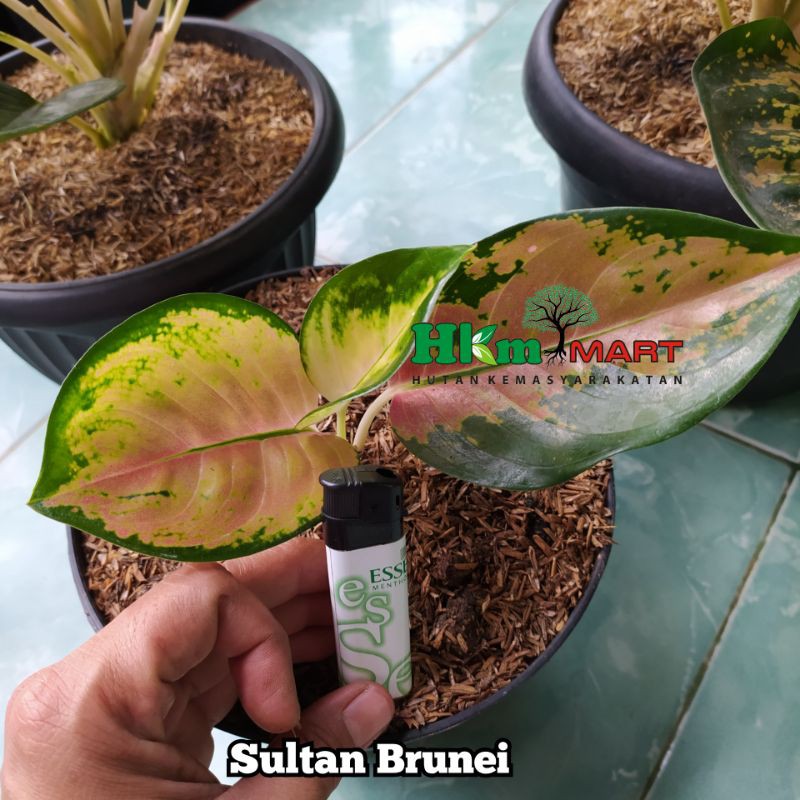  Aglonema Sultan Brunei Shopee  Indonesia