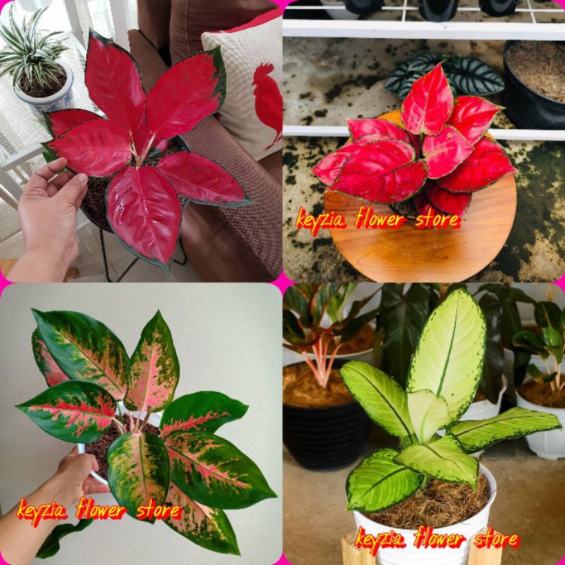 paket aglonema import dan lokal 4 jenis