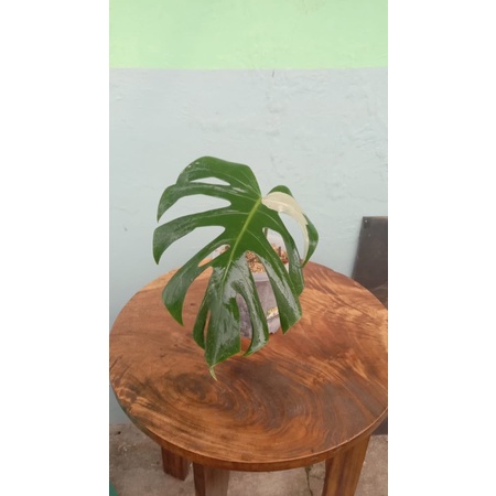 MONSTERA VARIEGATA DELICIOSA KING / monstera varigata deliciosa