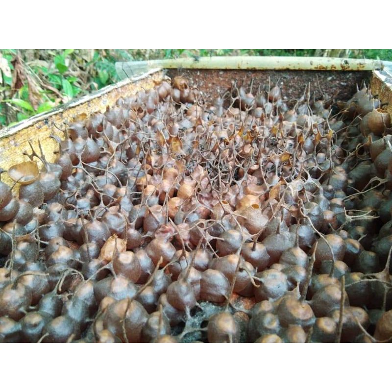 trigona/klanceng itama jawa asli Log sudah naik toping full madu