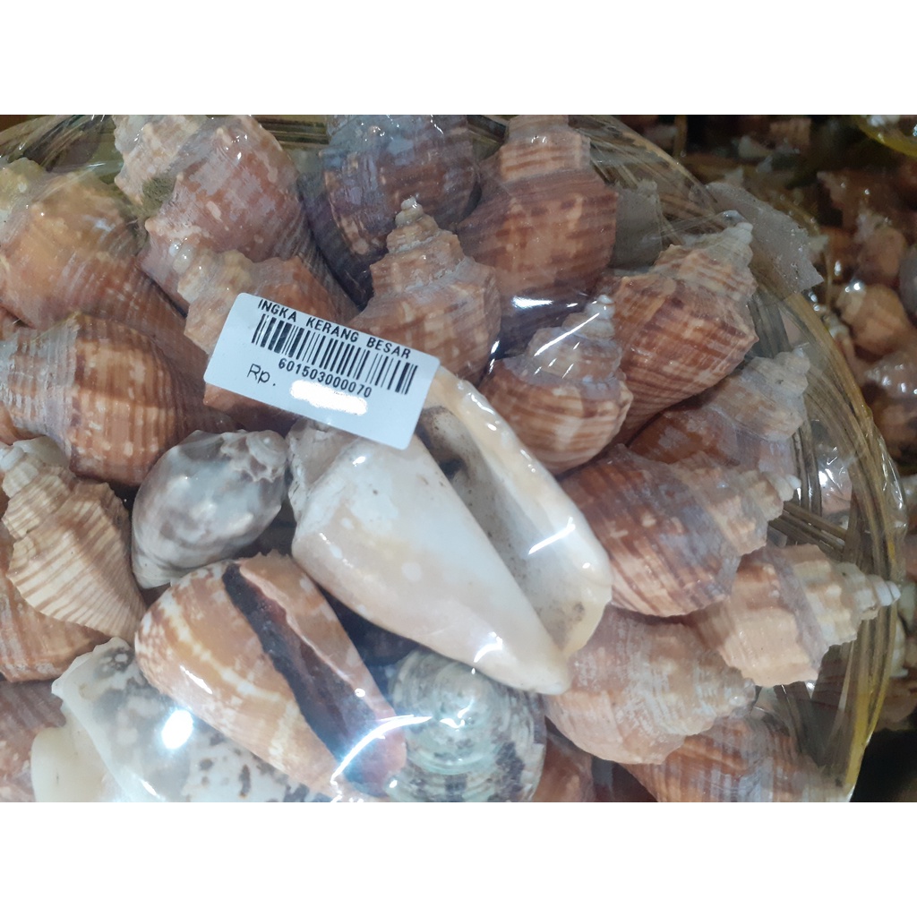 HIASAN/ SOUVENIR INGKA KERANG BESAR PER KERANJANG ISI 38-40 KERANG OLEH-OLEH ASLI BALI