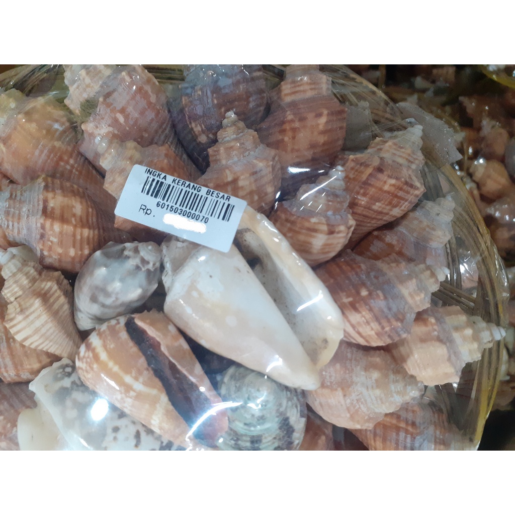 HIASAN/ SOUVENIR INGKA KERANG BESAR PER KERANJANG ISI 38-40 KERANG OLEH-OLEH ASLI BALI