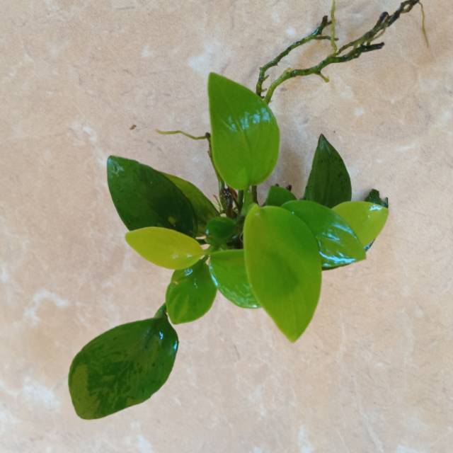 

Anobias golden