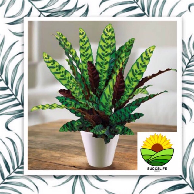 bibit tanaman  hias  bunga  calathea lancifolia Shopee 