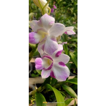 dendrobium king dragon