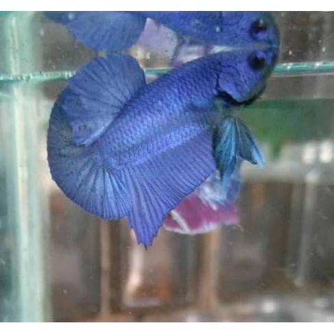 Promo Cupang Super Blue Biru Gelap Pure Bahanan Avatar